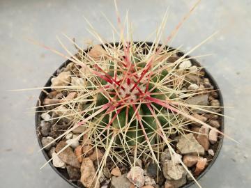 Echinocactus grusonii (7)