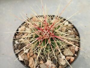 Echinocactus grusonii
