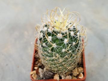 Echinofossulocactus erectocentrus