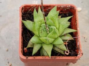 Haworthia sp 2