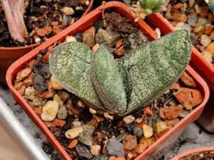 Gasteria batesiana