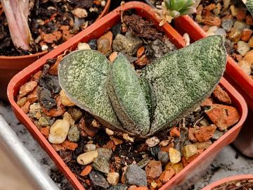 Gasteria batesiana