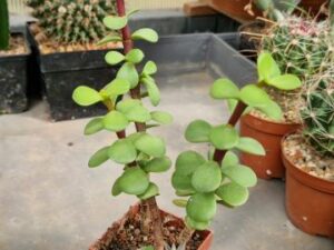 Portulacaria afra (1)