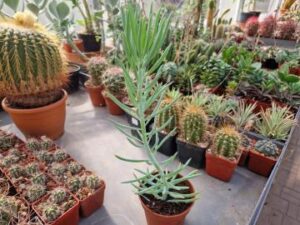 Senecio mandraliscae