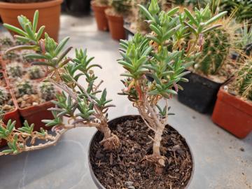 Mestoklema macrorrhizum