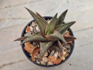 Haworthia sp 44