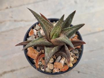 Haworthia sp 44