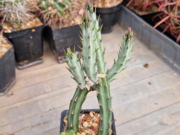 Senecio stapeliaeformis