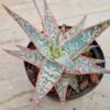 Aloe cv Pink Blush