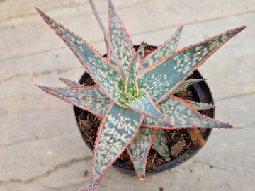 Aloe cv Pink Blush
