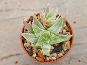Haworthia mirabilis
