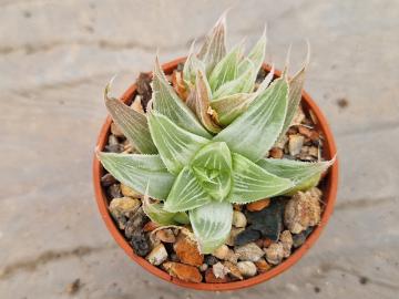 Haworthia mirabilis