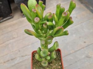 Crassula ovata f monstrosa