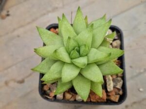 Haworthia reticulata v subregularis