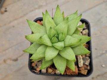 Haworthia reticulata v subregularis