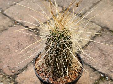 Echinocereus dubius