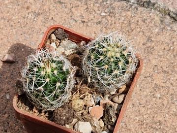 Echinofossulocactus densispinus