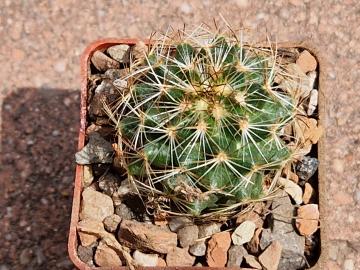 Coryphantha sp Bajan