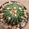Echinofossulocactus sp La Luz