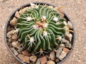20250527_151755_8391 Echinofossulocactus sp La Luz