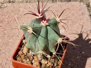 Ferocactus viscaiensis