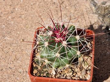 Ferocactus hamatacanthus (1)