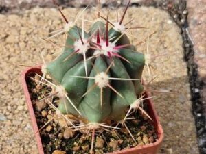 Ferocactus townsendianus
