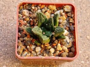 Ariocarpus fissuratus v intermedius