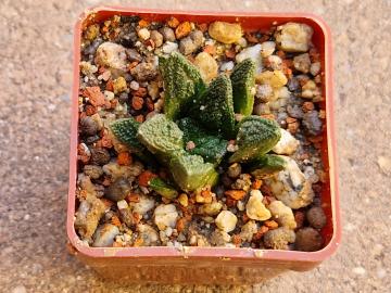 Ariocarpus fissuratus v intermedius