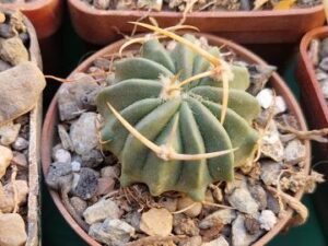 20250603_164713_8442 Echinofossulocactus coptonogonus (2)