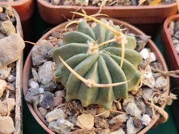 Echinofossulocactus coptonogonus (2)