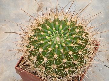 Echinopsis mamillosa v flexilis
