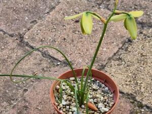 Albuca spiralis