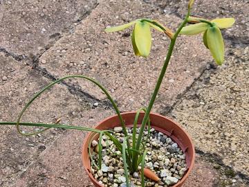 Albuca spiralis