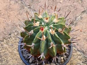 20250611_151535_8454 Echinofossulocactus coptonogonus (1)