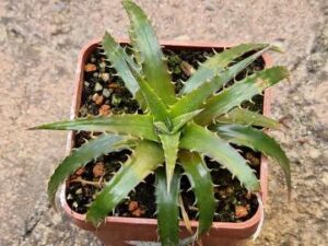 Dyckia brevifolia