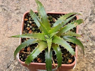 Dyckia brevifolia
