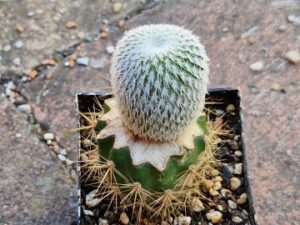 Epithelantha unguispina