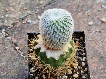 Epithelantha unguispina
