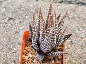 Haworthia fasciata (1)