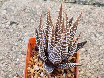 Haworthia fasciata (1)