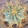 Ferocactus glaucescens (1)
