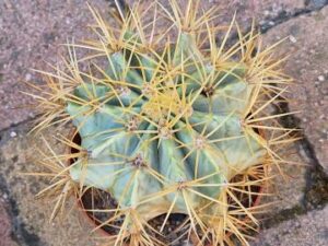 Ferocactus glaucescens (1)