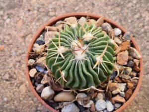 20250614_151709_8494 Echinofossulocactus sp Aguas Colientes