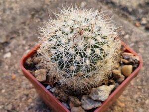 20250614_152727_8495 Echinofossulocactus polyacanthus