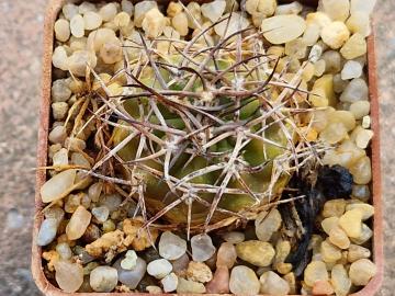 Acanthocalycium munitum1