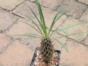 Pachypodium geayi