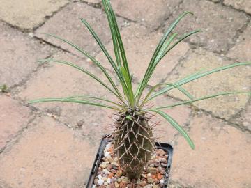 Pachypodium geayi