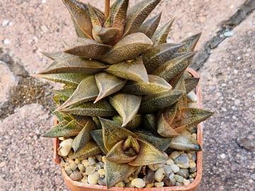 Haworthia sp 3
