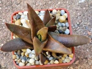 20250628_164404_8594 Aloe sp 1